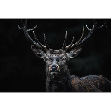 Black Deer Canvas